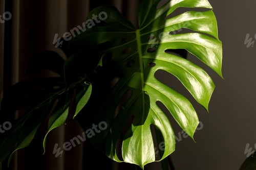 Preview: The openwork leaf of the attractive monstera is half illuminated by the sun