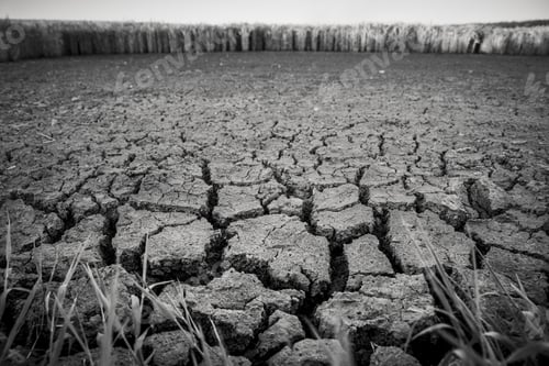 Preview: Greyscale of a parched land surrounded by greenery with a blurry background