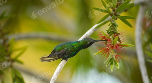 Preview: Green Hummingbird Feeding on Tropical Red Flower