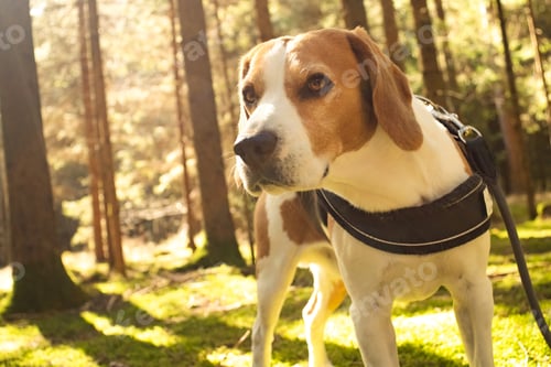 Preview: The beagle dog in sunny autumn forest