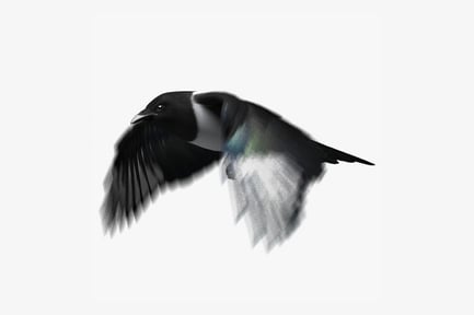 Preview: Flying Black-billed Magpie, Animated Bird