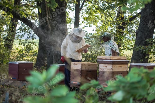 Preview: Beekeepers is working with bees and beehives on the apiary. Authentic scene of life in garden