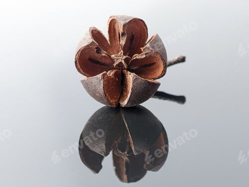 Preview: Closeup dry plant with reflection on a black acrylic board