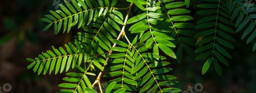 Preview: Trees and Green Leaves in Rain Forest