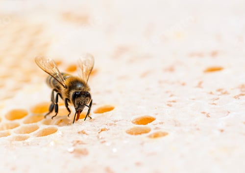 Preview: Bee eating honey with its tongue on honeycomb