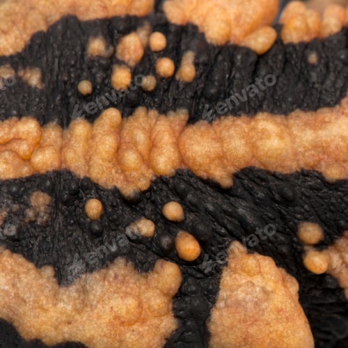 Preview: Close-up of Laos Warty Newt, Paramesotriton laoensis