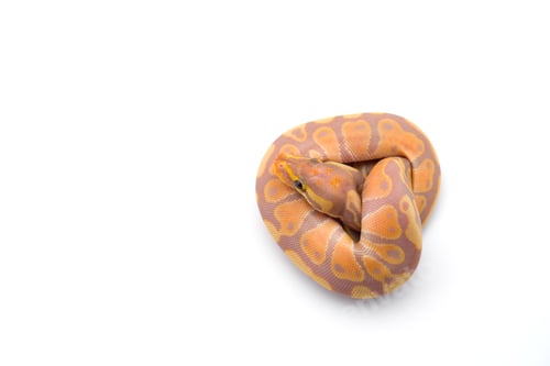 Preview: The royal python isolated on white background