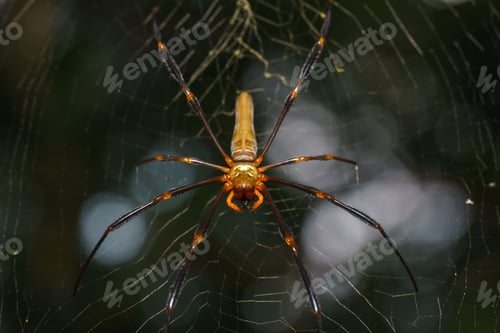 Preview: Golden Orb Spider macro shot