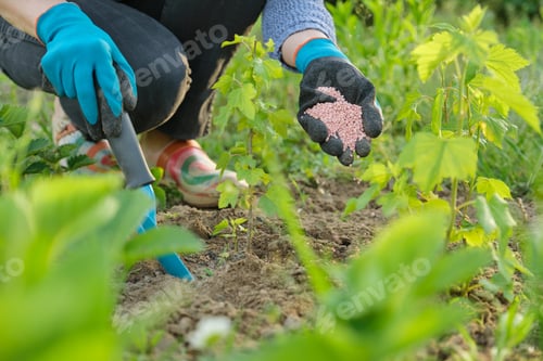 Preview: Granules fertilizer in hands of woman gardener