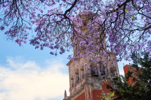Preview: Jacaranda tree background the Temple of San Francisco de Asis in Queretaro Mexico