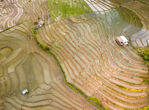 Preview: Aerial top view of paddy rice terraces, green agricultural fields in countryside
