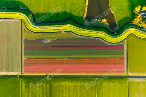 Preview: Rows and road on the field. Agriculture and cultivation of flowers. Netherlands.