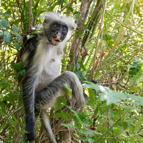 Preview: curious shaggy ape on a tree in Jozani Chwaka Bay National Park