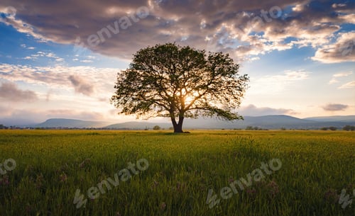 Preview: old oak tree over spring sunset sky