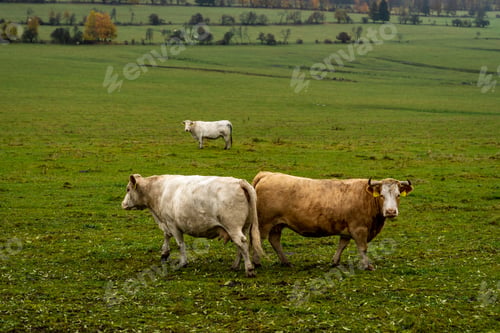 Preview: grazing bulls on pasture in autumn