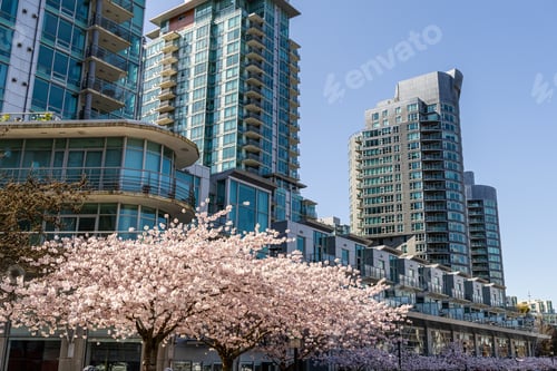 Preview: Modern Urban Architecture with Blooming Cherry Blossoms in Downtown Vancouver, BC, Canada