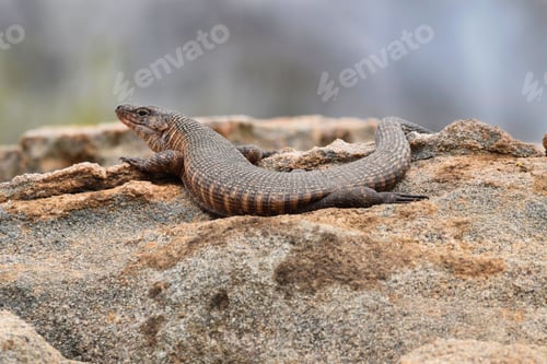 Preview: African Giant Platted Lizard