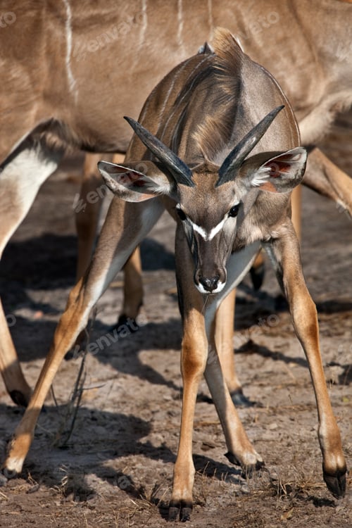 Preview: Young Kudu Antelope - Chobe National Park - Botswana