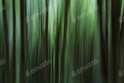 Preview: Blurred motion. A forest of Alder trees in Olympic National Park
