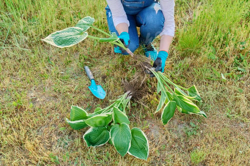 Preview: Close-up of spring dividing and planting bush of hosta plant