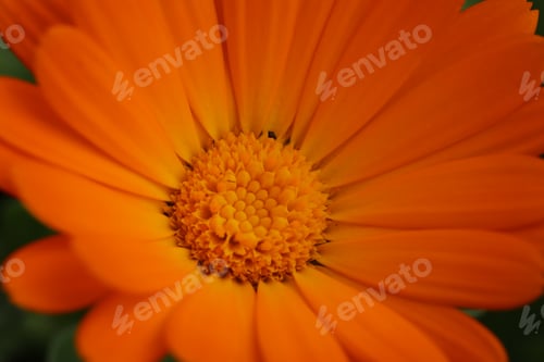 Preview: Orange springtime flower