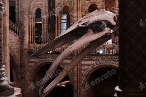 Preview: Architectural shot of the Natural History Museum in London, UK