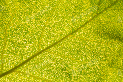 Preview: apple tree leaf background
