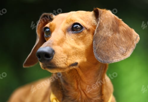 Preview: dachshund dog