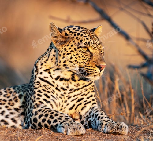 Preview: A Beautiful Wildlife in the World in pictures