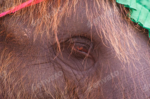 Preview: young Asian elephant face with eye and long brown fur with red green fabric decorative on its head