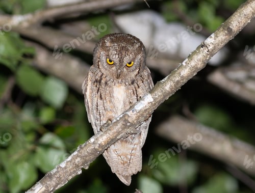 Preview: Woodland Resident: Eurasian Scops Owl in Natural Habitat