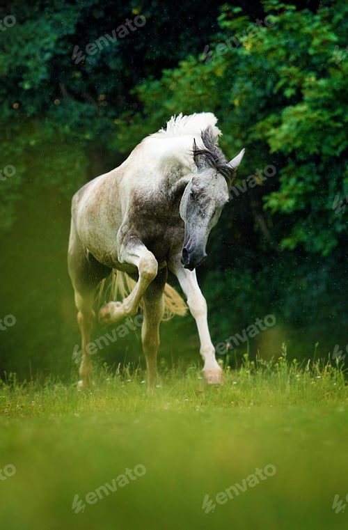 Preview: arabian, horse, mare, stallion, riding
