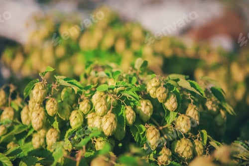 Preview: Hop bouquet
