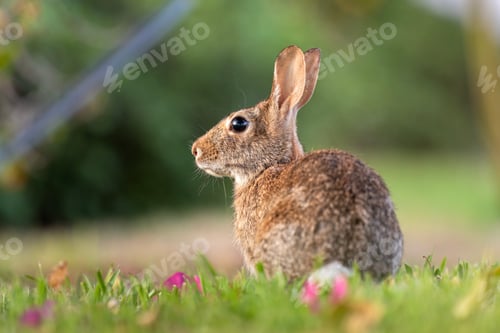 Preview: Wild rabbit in nature. Grey small hare eating grass