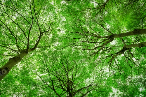 Preview: Bottom view of tree trunk to green leaves of big tree in tropical forest with sunlight. Fresh