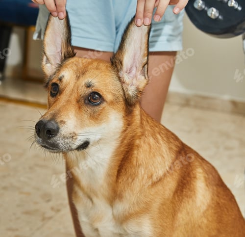 Preview: Teenager is holding red dog with big ears by the ears