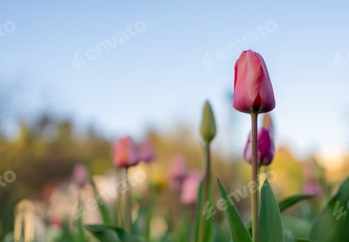 Preview: pink tulips in bloom outside at the arboretum during the spring