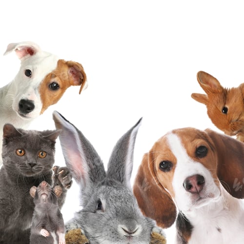 Rabbits and other animals looking at camera on white background