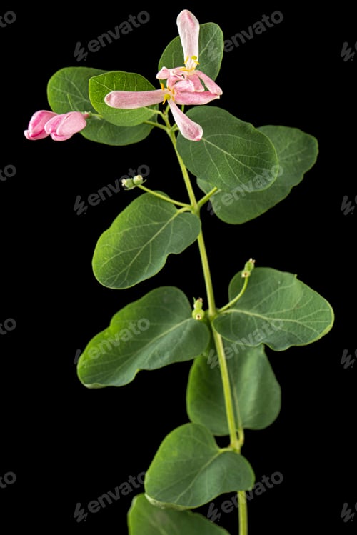 Preview: Flowers of Tatar honeysuckle, lat. Lonicera tatarica, isolated on black background
