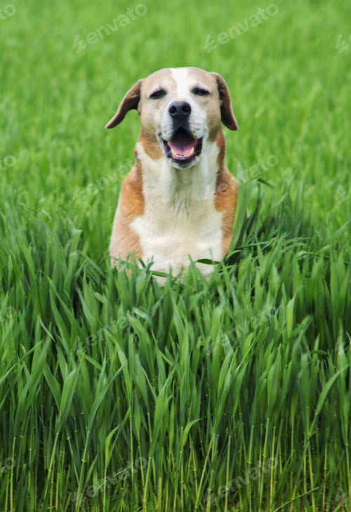 Preview: Senior dog sitting in a wheat field