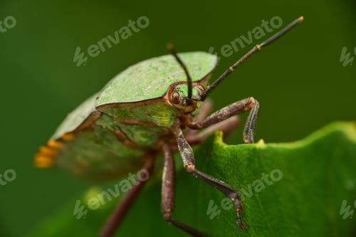 Preview: Closeup of green shield bug (Palomena prasina) perched atop a leaf in an outdoor tree setting