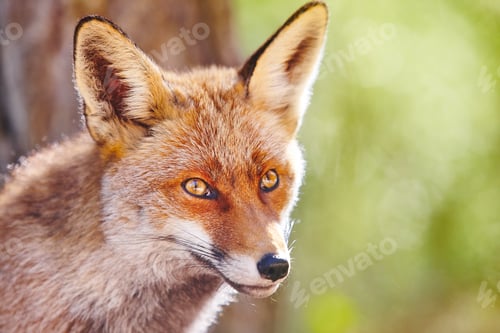 Preview: Fox head with geen background. Wildlife in the forest