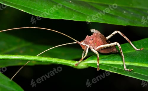 Preview: Leaf-mimic Katydid in Belize