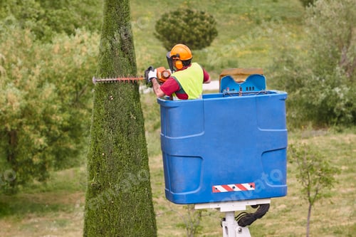 Preview: Gardener pruning a cypress with a chainsaw on a crane