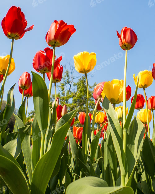 Preview: Tulips from below