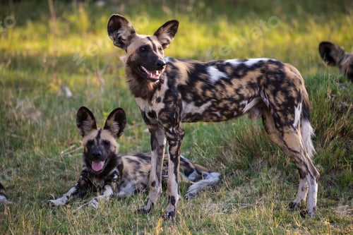Preview: A pack of wild dogs, Lycaon pictus