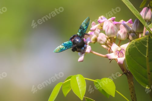 Preview: Beautiful Black beetle drinking nectar from flowers in morning light