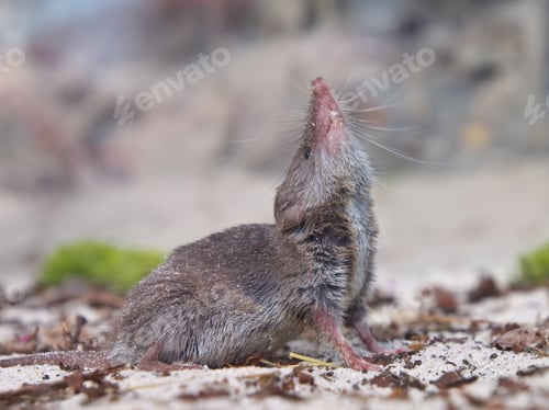 Preview: Greater white-toothed shrew (Crocidura russula)