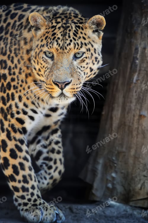 Preview: Leopard portrait on dark background