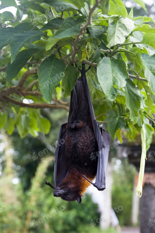 Preview: Large Flying Fox (Pteropus vampyrus) hanging in a tree at Bali Indonesia